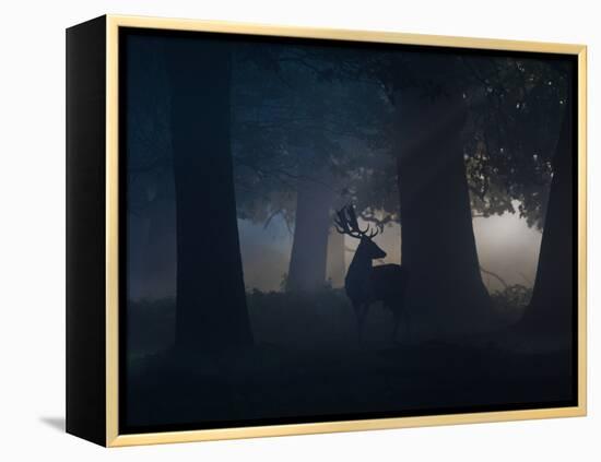 A Fallow Deer Male Buck, Dama Dama, in Autumn Mist-Alex Saberi-Framed Premier Image Canvas