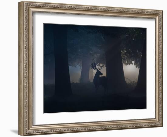 A Fallow Deer Male Buck, Dama Dama, in Autumn Mist-Alex Saberi-Framed Photographic Print