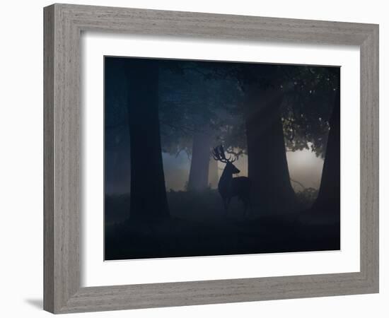 A Fallow Deer Male Buck, Dama Dama, in Autumn Mist-Alex Saberi-Framed Photographic Print