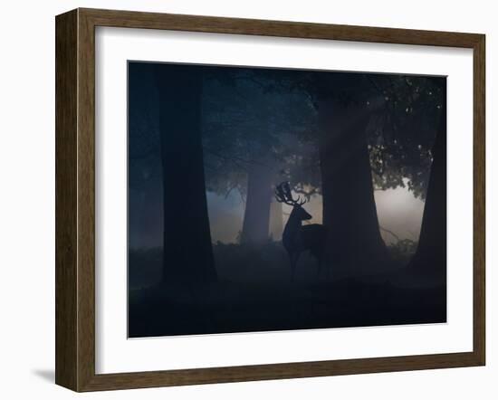 A Fallow Deer Male Buck, Dama Dama, in Autumn Mist-Alex Saberi-Framed Photographic Print