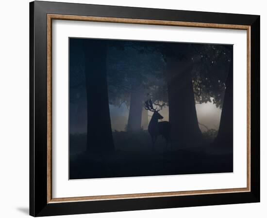 A Fallow Deer Male Buck, Dama Dama, in Autumn Mist-Alex Saberi-Framed Photographic Print