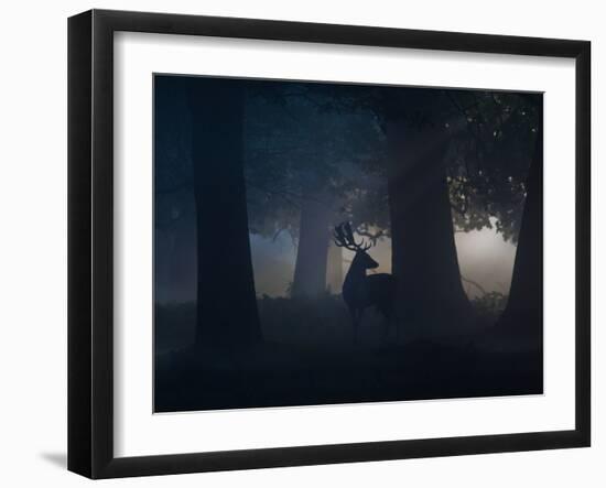A Fallow Deer Male Buck, Dama Dama, in Autumn Mist-Alex Saberi-Framed Photographic Print