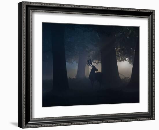 A Fallow Deer Male Buck, Dama Dama, in Autumn Mist-Alex Saberi-Framed Photographic Print