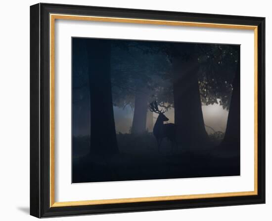 A Fallow Deer Male Buck, Dama Dama, in Autumn Mist-Alex Saberi-Framed Photographic Print