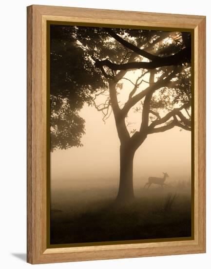 A Fallow Deer Runs Through Richmond Park on a Misty Morning in Autumn-Alex Saberi-Framed Premier Image Canvas
