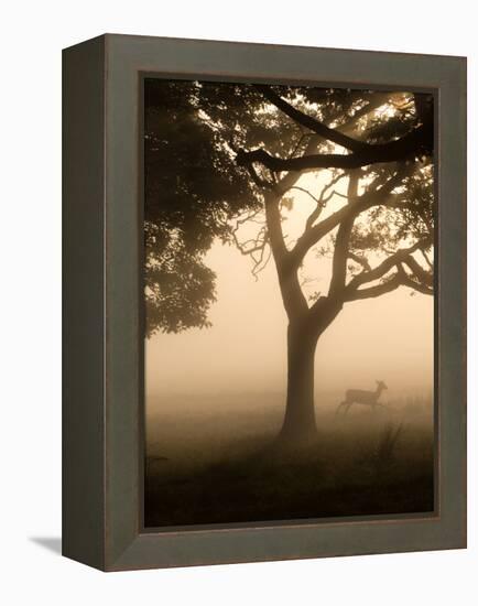 A Fallow Deer Runs Through Richmond Park on a Misty Morning in Autumn-Alex Saberi-Framed Premier Image Canvas