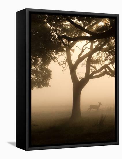 A Fallow Deer Runs Through Richmond Park on a Misty Morning in Autumn-Alex Saberi-Framed Premier Image Canvas