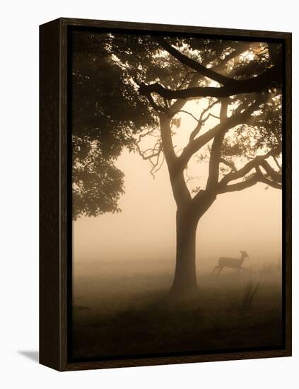 A Fallow Deer Runs Through Richmond Park on a Misty Morning in Autumn-Alex Saberi-Framed Premier Image Canvas