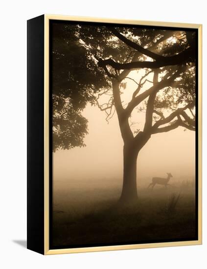 A Fallow Deer Runs Through Richmond Park on a Misty Morning in Autumn-Alex Saberi-Framed Premier Image Canvas