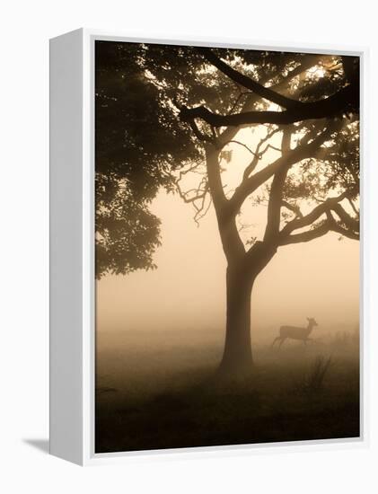 A Fallow Deer Runs Through Richmond Park on a Misty Morning in Autumn-Alex Saberi-Framed Premier Image Canvas