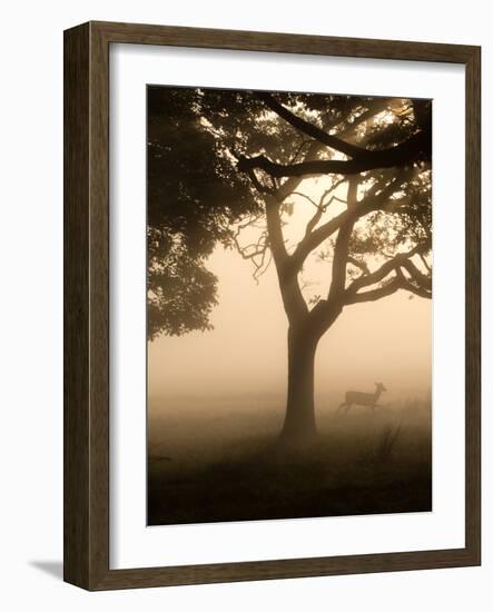 A Fallow Deer Runs Through Richmond Park on a Misty Morning in Autumn-Alex Saberi-Framed Photographic Print