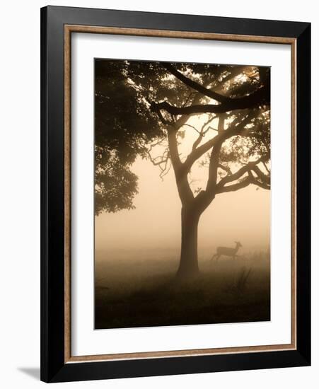 A Fallow Deer Runs Through Richmond Park on a Misty Morning in Autumn-Alex Saberi-Framed Photographic Print