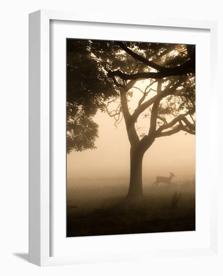 A Fallow Deer Runs Through Richmond Park on a Misty Morning in Autumn-Alex Saberi-Framed Photographic Print
