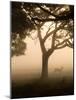 A Fallow Deer Runs Through Richmond Park on a Misty Morning in Autumn-Alex Saberi-Mounted Photographic Print