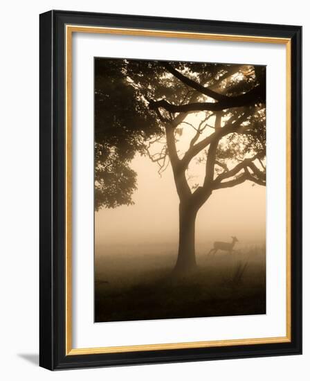 A Fallow Deer Runs Through Richmond Park on a Misty Morning in Autumn-Alex Saberi-Framed Photographic Print