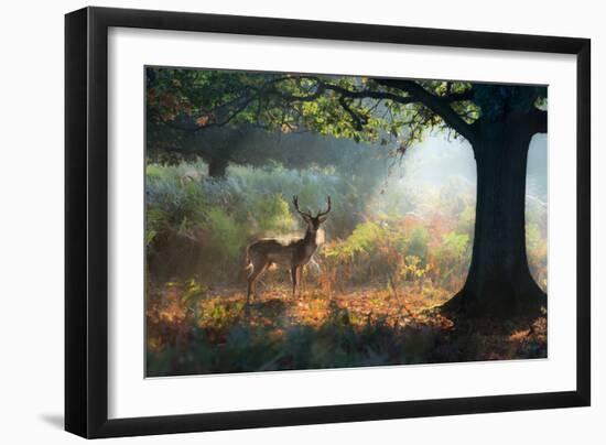 A Fallow Deer Stag, Dama Dama, Resting in a Misty Forest in Richmond Park in Autumn-Alex Saberi-Framed Photographic Print