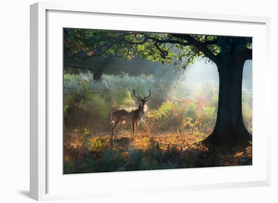 A Fallow Deer Stag, Dama Dama, Resting in a Misty Forest in Richmond Park in Autumn-Alex Saberi-Framed Photographic Print