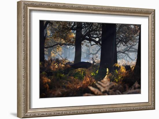 A Fallow Deer Stag, Dama Dama, Stands In Richmond Park At Dawn-Alex Saberi-Framed Photographic Print