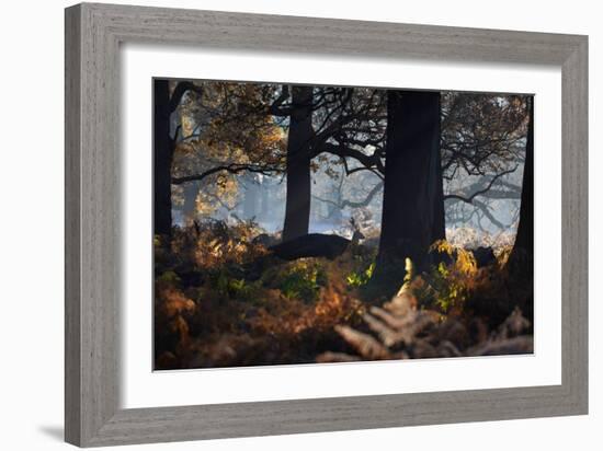 A Fallow Deer Stag, Dama Dama, Stands In Richmond Park At Dawn-Alex Saberi-Framed Photographic Print