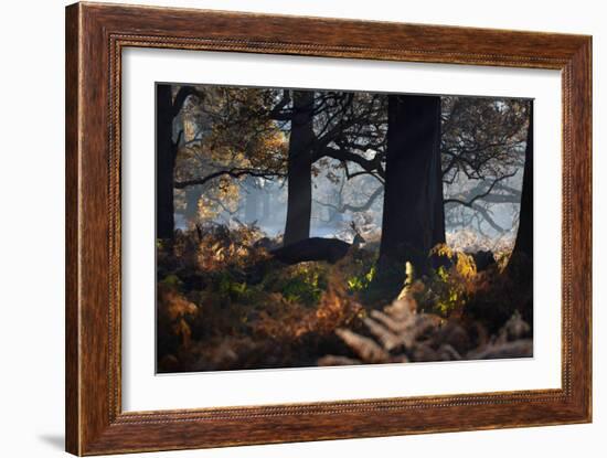 A Fallow Deer Stag, Dama Dama, Stands In Richmond Park At Dawn-Alex Saberi-Framed Photographic Print