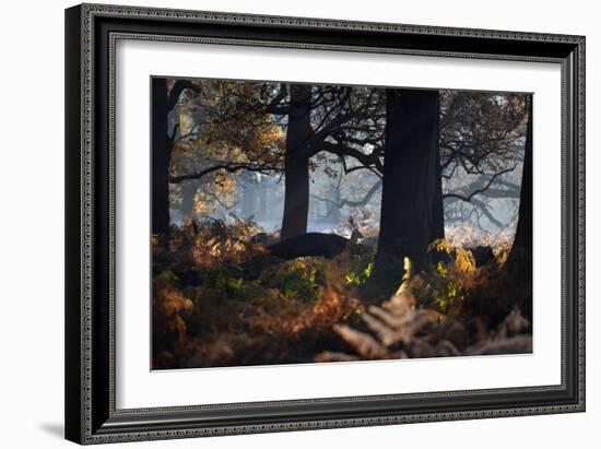 A Fallow Deer Stag, Dama Dama, Stands In Richmond Park At Dawn-Alex Saberi-Framed Photographic Print