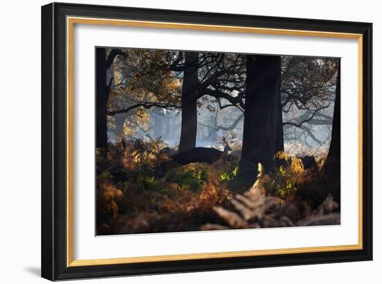 A Fallow Deer Stag, Dama Dama, Stands In Richmond Park At Dawn-Alex Saberi-Framed Photographic Print