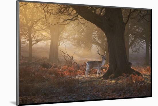 A Fallow Deer Stag, Dama Dama, Walks In Richmond Park At Sunrise-Alex Saberi-Mounted Premium Photographic Print