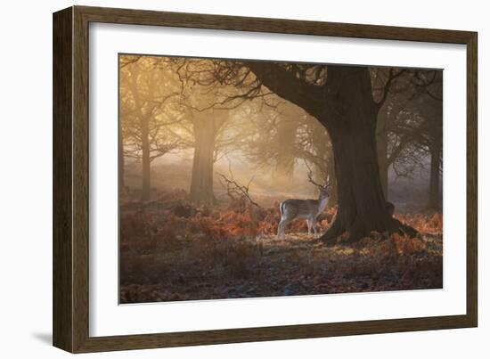 A Fallow Deer Stag, Dama Dama, Walks In Richmond Park At Sunrise-Alex Saberi-Framed Photographic Print