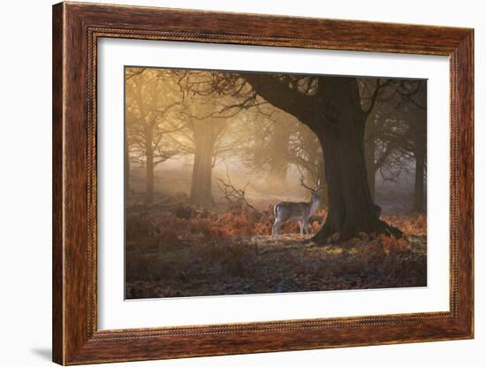 A Fallow Deer Stag, Dama Dama, Walks In Richmond Park At Sunrise-Alex Saberi-Framed Photographic Print