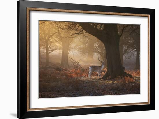 A Fallow Deer Stag, Dama Dama, Walks In Richmond Park At Sunrise-Alex Saberi-Framed Photographic Print