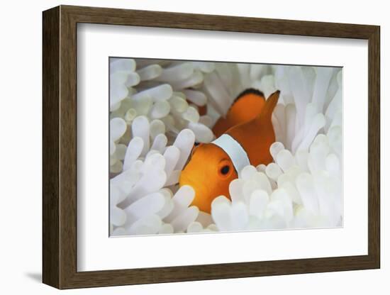 A False Clownfish Snuggles Amongst its Host's Tentacles on a Reef-Stocktrek Images-Framed Photographic Print