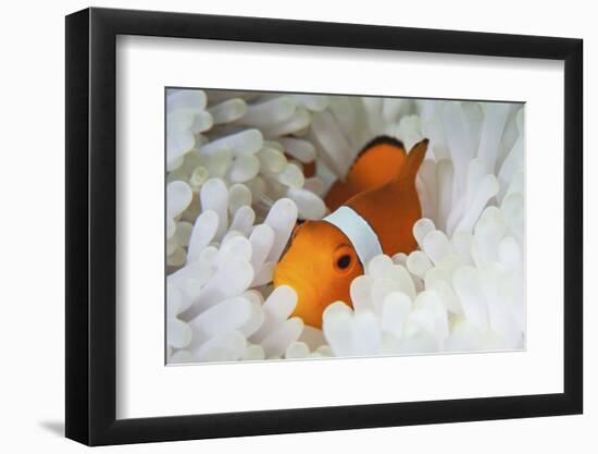 A False Clownfish Snuggles Amongst its Host's Tentacles on a Reef-Stocktrek Images-Framed Photographic Print