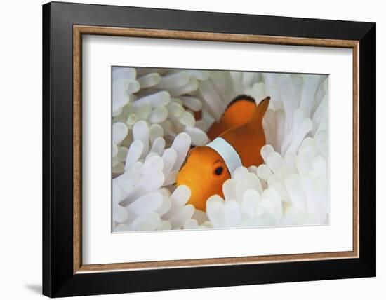 A False Clownfish Snuggles Amongst its Host's Tentacles on a Reef-Stocktrek Images-Framed Photographic Print
