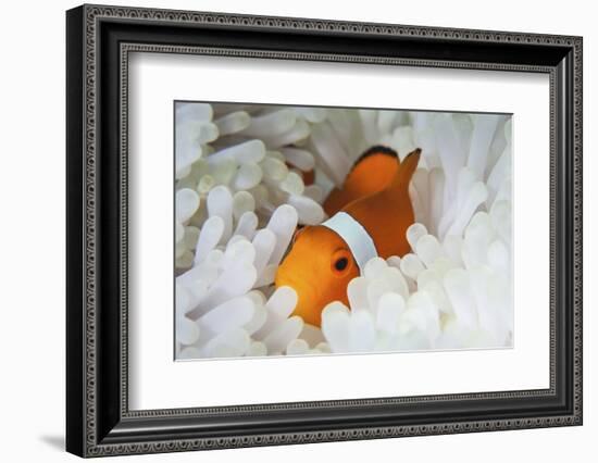 A False Clownfish Snuggles Amongst its Host's Tentacles on a Reef-Stocktrek Images-Framed Photographic Print