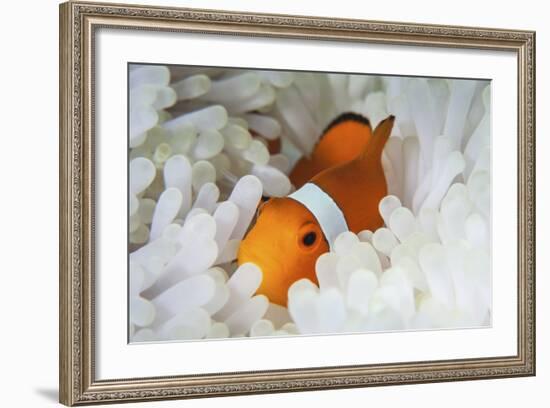 A False Clownfish Snuggles Amongst its Host's Tentacles on a Reef-Stocktrek Images-Framed Photographic Print