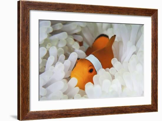 A False Clownfish Snuggles Amongst its Host's Tentacles on a Reef-Stocktrek Images-Framed Photographic Print