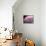 A Fan of Purple-Ursula Abresch-Framed Premier Image Canvas displayed on a wall