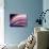 A Fan of Purple-Ursula Abresch-Photographic Print displayed on a wall