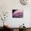 A Fan of Purple-Ursula Abresch-Photographic Print displayed on a wall