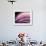 A Fan of Purple-Ursula Abresch-Framed Photographic Print displayed on a wall