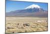 A Farmer Crosses a Landscape Below a Volcano in Sajama National Park-Alex Saberi-Mounted Photographic Print