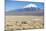 A Farmer Crosses a Landscape Below a Volcano in Sajama National Park-Alex Saberi-Mounted Photographic Print