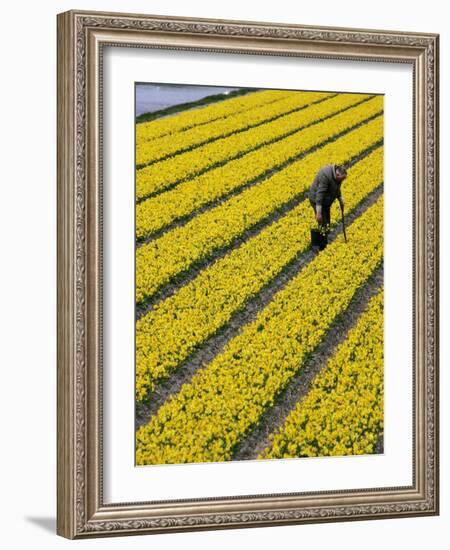 A Farmer Cuts Daffodils-null-Framed Photographic Print