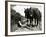 A Farmer Takes a Break with His 2 Horses after Ploughing His Field, 1934-null-Framed Photographic Print