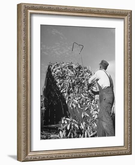 A Farmer Unloading a Truckful of Sweet Corn-null-Framed Photographic Print