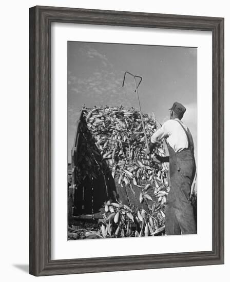 A Farmer Unloading a Truckful of Sweet Corn-null-Framed Photographic Print