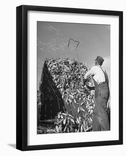 A Farmer Unloading a Truckful of Sweet Corn-null-Framed Photographic Print