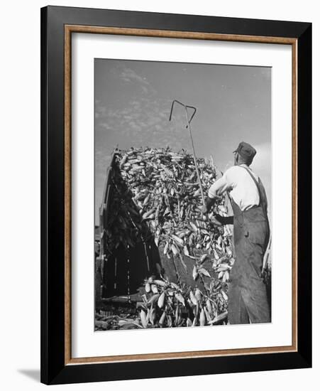 A Farmer Unloading a Truckful of Sweet Corn-null-Framed Photographic Print