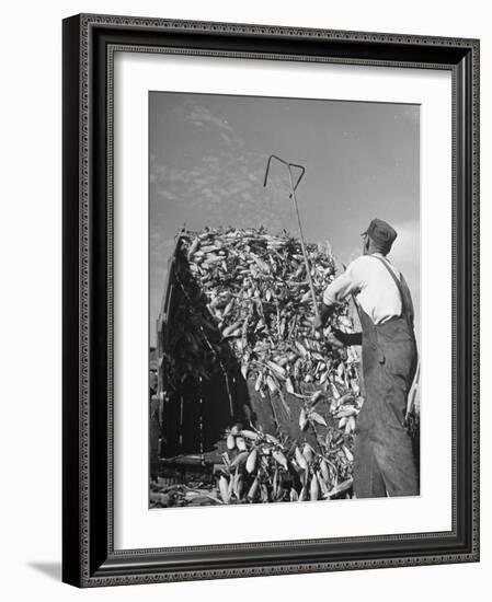 A Farmer Unloading a Truckful of Sweet Corn-null-Framed Photographic Print