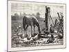 A Fashionable Watering Place. Horse, Geese, Chicken, Outdoor, Farm, 1876-null-Mounted Giclee Print